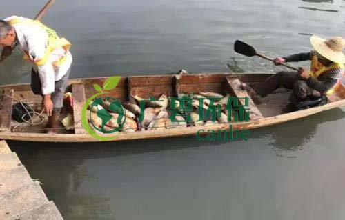 廣州旺旺食品廢水直排，永和河大量魚類死亡(圖1)